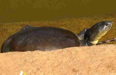 Klappen-Weichschildkröte Sri Lanka