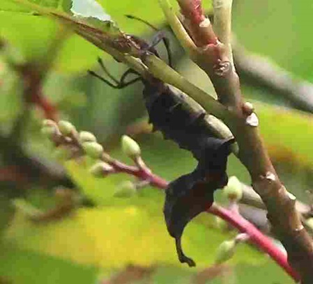 Fast 10 cm große Schmetterlingspuppe