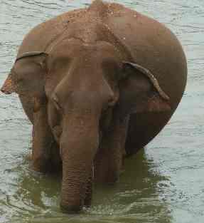 Asiatische Elefant - ein bischen schwanger