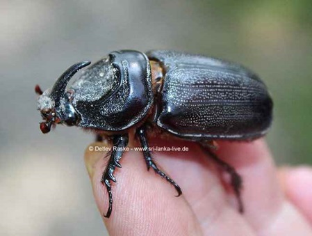 Nashornkäfer von der Seite