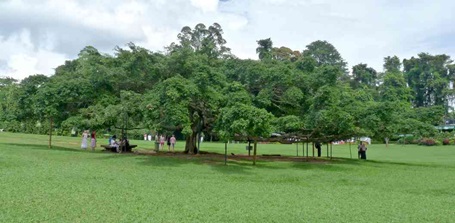 Botanischer Garten Kandy - Ficus benjamin