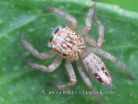 Sri Lanka Jumping Spider - no Name