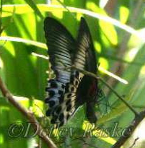Blauer Pfau - Schmetterlinge Sri Lanka