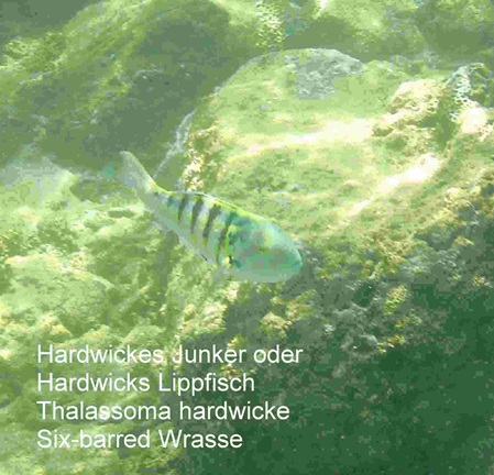 Hardwicks Lippfisch