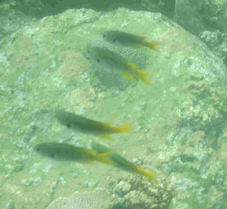Fische mit gelben Schwanzflossen