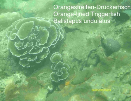 Balistapus undulatus