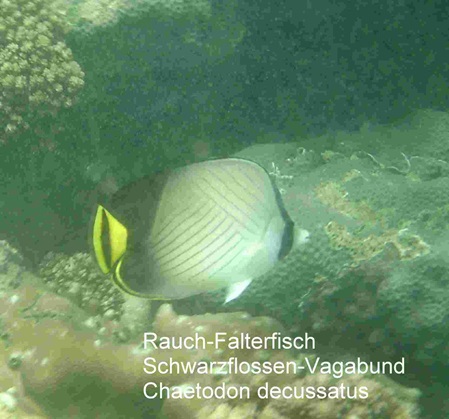 Chaetodon decussatus - Schwarzflossen-Vagabund oder auch Rauch-Falterfisch