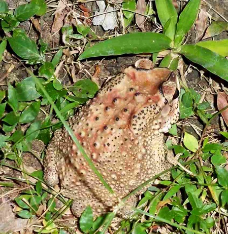 Schwarznarbenkröte im Garten der Villa Sunshine