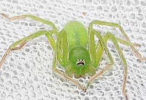 grüne Spinne nur 2 cm