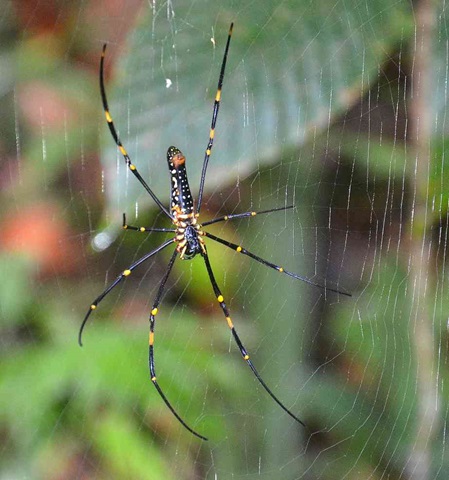 Spinnen Sri Lanka: Ansicht von unten - Riesenradnetzspinne