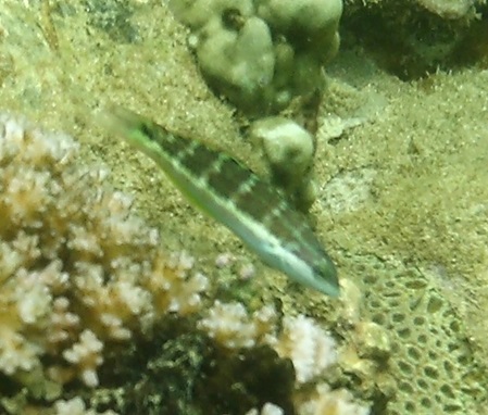 kleiner Fisch beim schnorcheln Sri Lanka