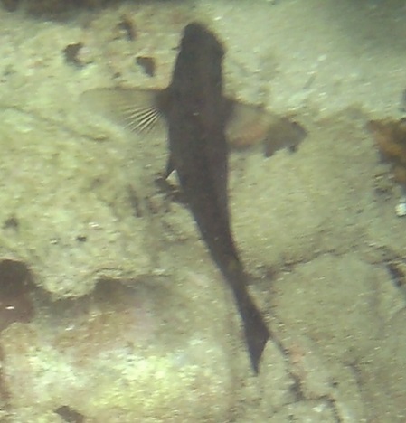 unbekannter Fisch senkrecht an der Riffwand