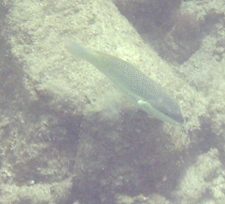 Sri Lanka unbekannter Fisch