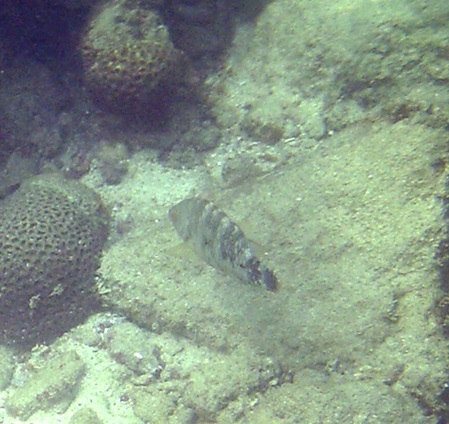 unbekannter Fisch im Riff - Sri Lanka