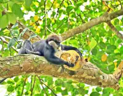 Jackfrucht wird von einem Weißbartlangur gefressen