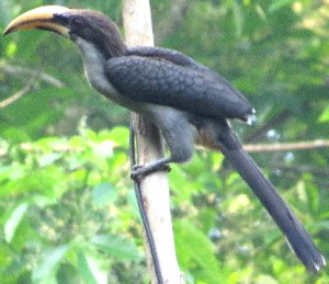 Birds Sri Lanka Vögel - Grauer Ceylontoko