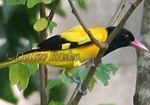 Birds Sri Lanka Vögel - Schwarzkopfpirol im Garten der Villa Sunshine fotografiert