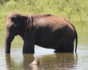 Sri Lanka Elefant beim baden