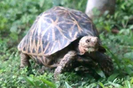 Sternschildkröte in Sri Lanka