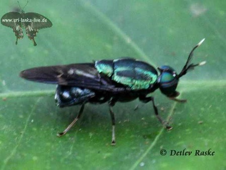 Fliege wahrscheinlich eine Stratiomyidae Art