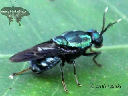 grün schillernde Fliegenart