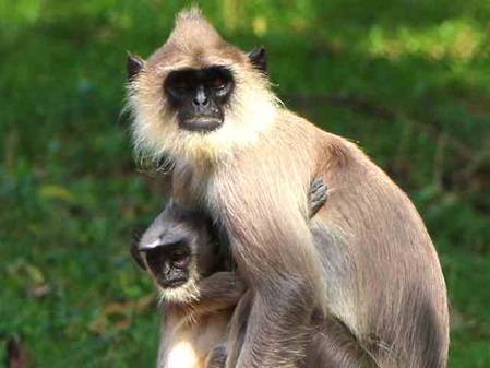 Hanuman Langur