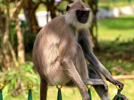 Hanuman Langur sitzt auf dem Zaun