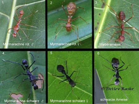 Myrmarachne Arten und die dazugehörgigen Ameisen