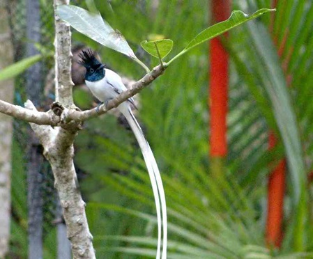 Ein neuer Gast im Garten der Villa Susnshine ein Asiatischer Paradiesschnäpper