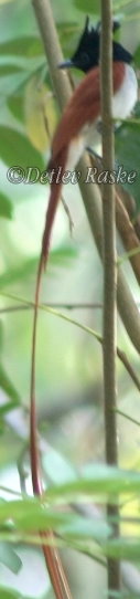 Männchen Ceylon Paradiesschnäpper
