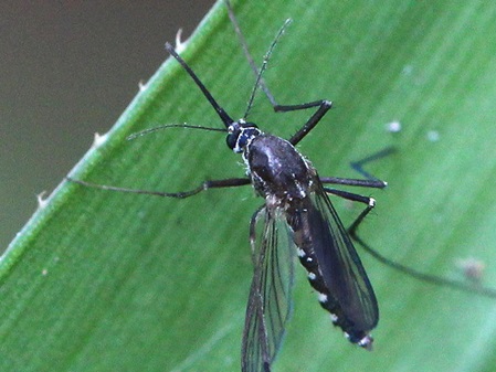 kann Überträger von Dengue Fieber sein, die Tigermücke