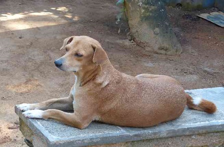 Tollwut Überträger Nr. 1 ist der Hund