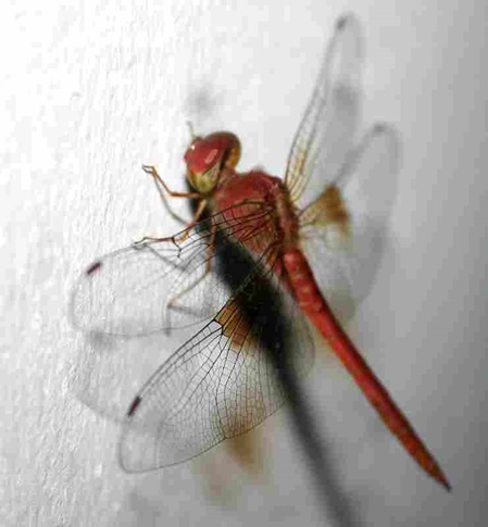 Crimson Marsh Glider -Trithemis aurora