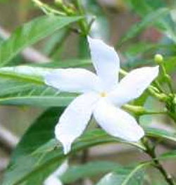 Diese Blüten wir oft im Tempel vor Buddha abgelegt