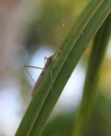 Sri Lanka - unbekanntes Insekt