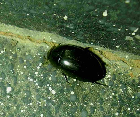 lackglänzend schwarzer Käfer