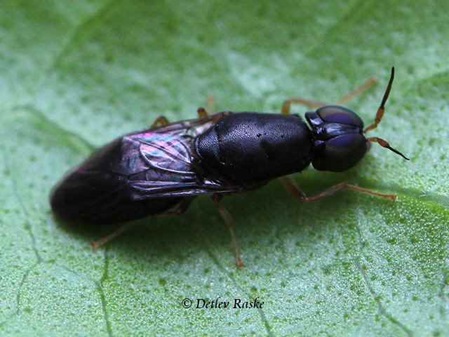 schwarze Fliege unbestimmt