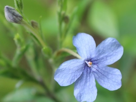 blaue Blüte einer unbestimmten Pflanze