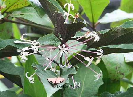 hohe Pflanze mit weißen kleinen Blüten