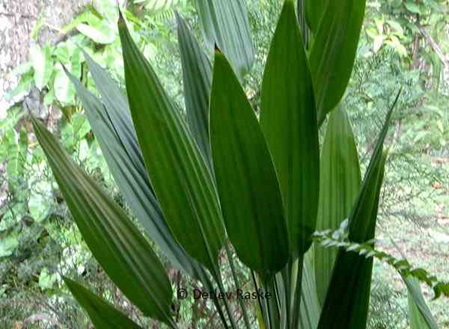 Grünpflanze mit spitze harte Blätter
