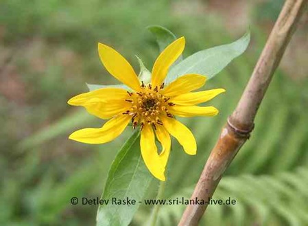 Sunflower Sri Lanka