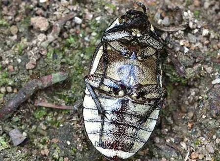 Bauchseite Käfer unbestimmt