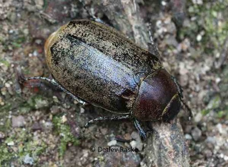 brauner großer Käfer