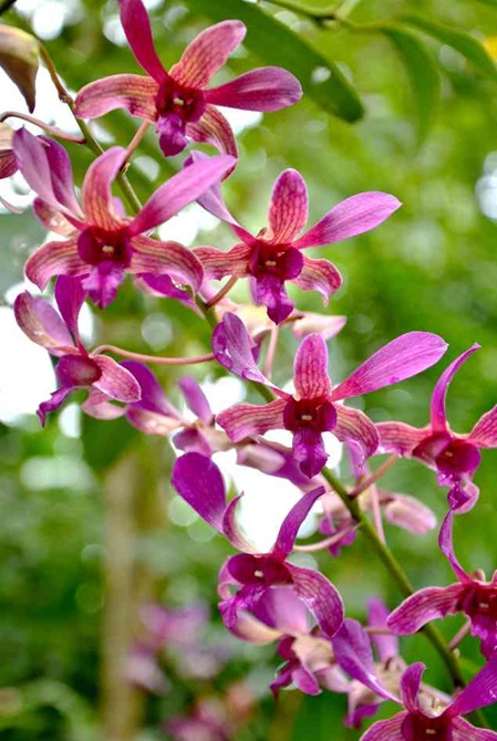 in Sri Lanka gibt es viele Arten Orchideen ein Teil davon finden sie in unserem Garten.