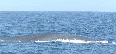 Sri Lanka Whale Watching
