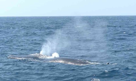 Wal vor Sri Lanka