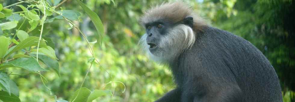 Weissbartlangur (Trachypithecus vetulus vetulus) auf der Gartenmauer