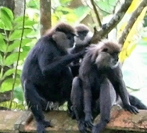 Körperpflege bei Familie Affe