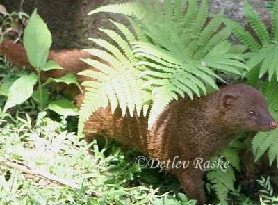 Sri Lanka Mungo Herpestes fuscus rubidior