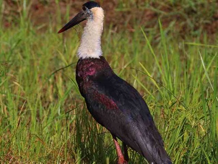Ciconia episcopus